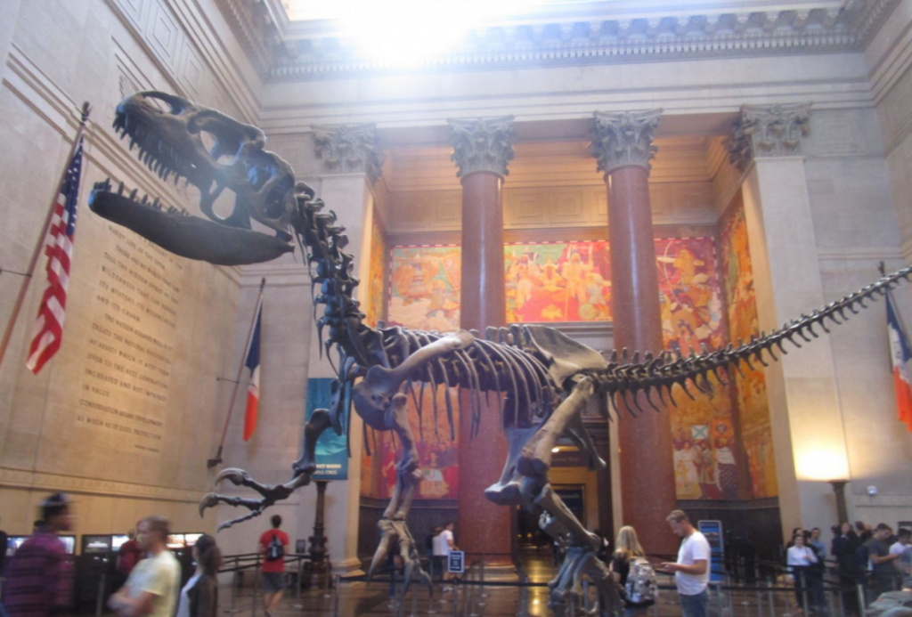 musée-histoire-naturelle-tyranosaure